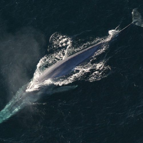 Niestety to zdjęcie nie oddaje skali płetwala błękitnego. Jest ogromny.